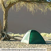 A green Unna on a sand dune in Namibia.